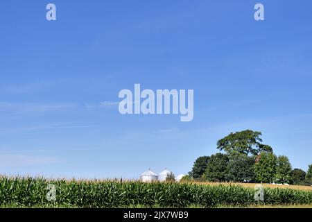 Lafox, Illinois, États-Unis. Une récolte abondante et mature de maïs dans un champ de maïs dans le nord-est de l'Illinois. Banque D'Images