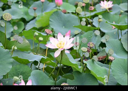 Les fleurs de Lotus fleurissent dans l'étang Banque D'Images