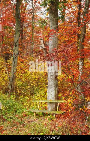 Forêt habillée dans les couleurs de l'automne. La forêt aux couleurs de l'automne. Banque D'Images