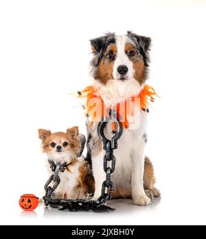 Australian shepherd in front of white background Banque D'Images