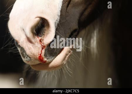Un cheval avec le nez Banque D'Images