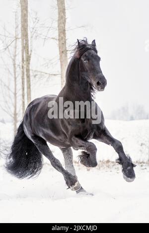 Cheval de Frise. Abondance de stalion sur un pâturage enneigé, Autriche Banque D'Images