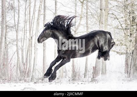 Cheval de Frise. Un étalon qui frappe sur un pâturage enneigé, Autriche Banque D'Images