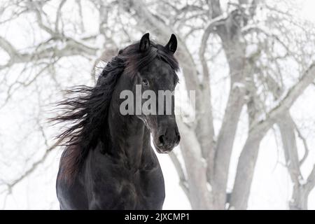 Cheval de Frise. Portrait d'un étalon sur un pâturage enneigé, Autriche Banque D'Images