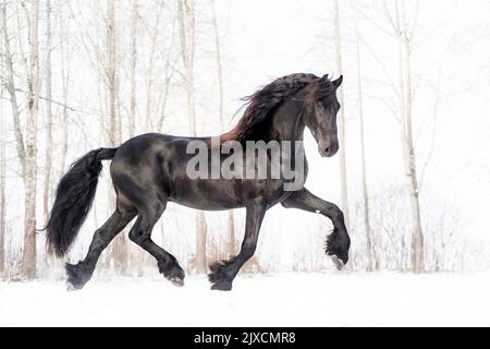 Cheval de Frise. Traque de étalon sur un pâturage enneigé, Autriche Banque D'Images