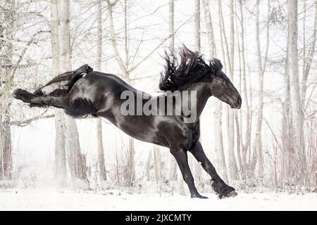 Cheval de Frise. Un étalon qui frappe sur un pâturage enneigé, Autriche Banque D'Images