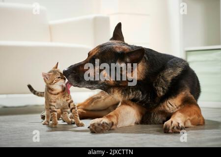 Chat domestique Un chien de berger adulte léchant doucement un chaton. Allemagne Banque D'Images