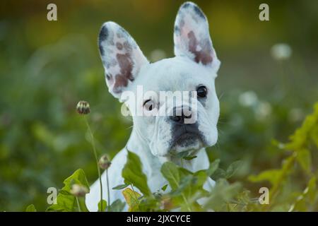 Bulldog français. Chiot assis dans un pré, portrait. Allemagne Banque D'Images