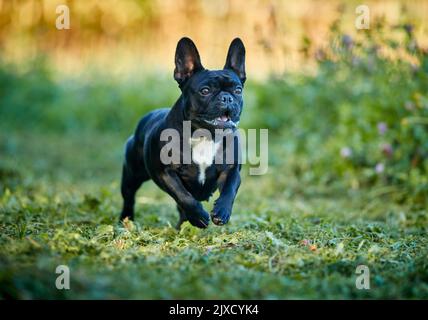 Bulldog français, chiot courant dans un pré. Allemagne Banque D'Images