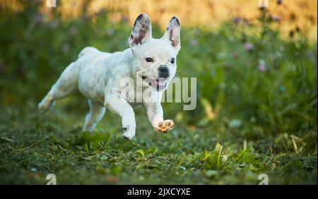 Bulldog français, chiot courant dans un pré. Allemagne Banque D'Images