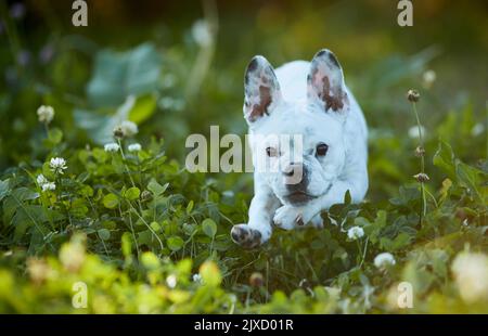Bulldog français, chiot courant dans un pré. Allemagne Banque D'Images