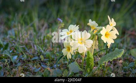 Oxlip vrai (Primula elatior). Plante à fleurs sur un pré. Autriche Banque D'Images