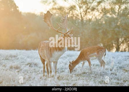 Cerf en jachère (Cervus dama dama). Couple sur une prairie glacée pendant la rut en automne. Bavarian Forest, Bavière, Allemagne Banque D'Images