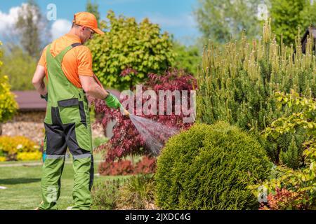 Jardinier d'âge moyen caucasien en uniforme vert et en casquette orange plantes d'arrosage avec tuyau de jardin pour les maintenir hydratés pendant les jours chauds d'été. Jardin C Banque D'Images