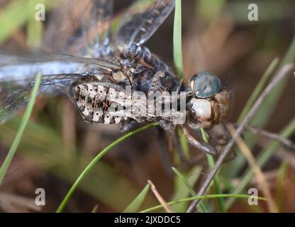 Heath Assassin Bug - Coranus subapterus Banque D'Images