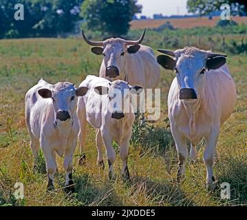 Bovins domestiques, bovins White Park. Deux vaches avec des veaux debout sur un pré. Angleterre, Grande-Bretagne Banque D'Images