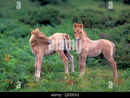 Dartmoor Pony. Deux poulains palomino debout entre crochets, l'un des toilettage lui-même. Parc national de Dartmoor, Angleterre Banque D'Images