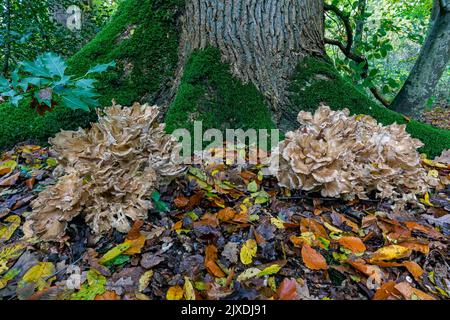 Le Hen-of-the-Woods (Grifola frondosa) est également connu sous le nom de Rams Head, Sheeps Head et sous le nom japonais Maitake. Allemagne Banque D'Images