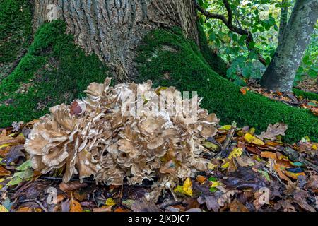 Le Hen-of-the-Woods (Grifola frondosa) est également connu sous le nom de Rams Head, Sheeps Head et sous le nom japonais Maitake. Allemagne Banque D'Images