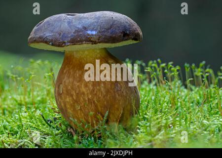 Bolete de baie (Boletus badius, Xerocomus badius) sur la mousse. Danemark Banque D'Images