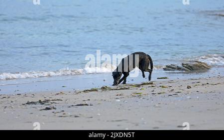 Chien sur la plage et jouer dans l'eau Banque D'Images