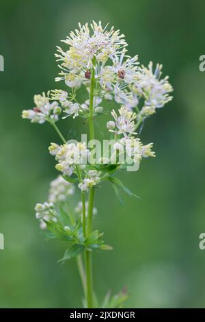 Yellow Meadow rue (Thalictrum flavum), inflorescence. Allemagne Banque D'Images