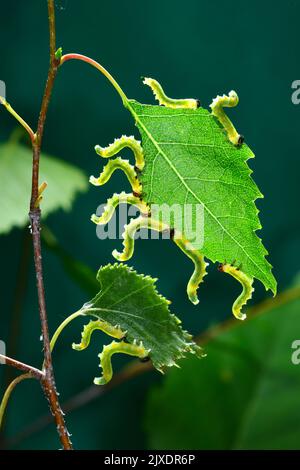 Mouche à scie (Fenusa pumila). Larves en position défensive sur une feuille de bouleau. Allemagne Banque D'Images