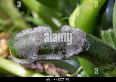 Pourriture de la tête de fleur sur la jeune courgette Banque D'Images