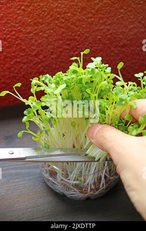 Récolte hydroponique de Daikon Microgreens cultivés comme Ebudible Houseplants Banque D'Images