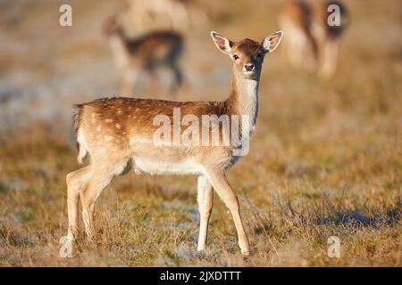 Cerf en jachère (Cervus dama dama). Fauve marchant sur un pré en automne. Bavarian Forest, Bavière, Allemagne Banque D'Images