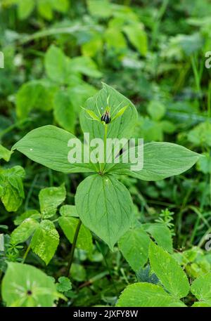 Herbe Paris: Paris quadrifolia. Alpes suisses, Suisse. Banque D'Images