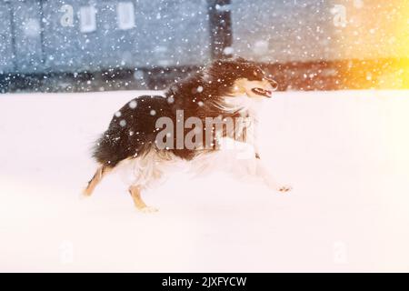 Shetland Sheepdog en plein air jouer et courir en plein air dans la neige, saison d'hiver. Concept PET. Pinscher sur Winter Walk. Sheltie, Collie Puppy Fast et Banque D'Images