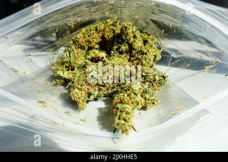 Marijuana - boutons de fleurs séchés dans un sac en plastique. Banque D'Images
