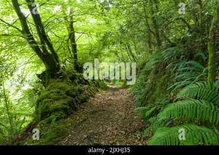 Un sentier à travers une forêt à feuilles larges à Heale Wood, dans la vallée de Heddon, dans le parc national d'Exmoor, North Devon, Angleterre. Banque D'Images