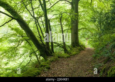 Un sentier à travers une forêt à feuilles larges à Heale Wood, dans la vallée de Heddon, dans le parc national d'Exmoor, North Devon, Angleterre. Banque D'Images