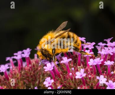 Une abeille carder, (Bombus Pascuorum), pollinant une fleur de Verbena Banque D'Images