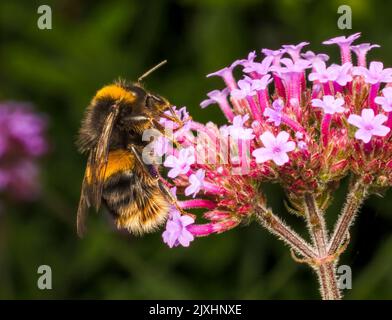 Une abeille à queue blanche, (Bombus lucorum), pollindant une fleur de Verbena Banque D'Images