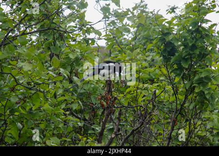 Magpie à bec noir (Pica hudsonia) adulte photographié en Alaska en août. Le magpie à bec noir (Pica hudsonia), également connu sous le nom de magpie américaine Banque D'Images