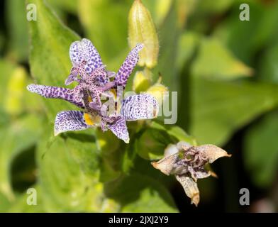 Voici maintenant un cas rare - ma femme a été absolument enchantée de faire fleurir ce lys d'orchidées japonaises dans notre jardin de Radley Village. Il a Banque D'Images