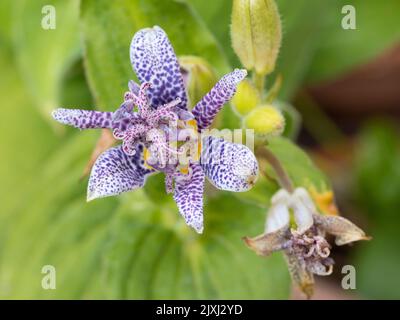 Voici maintenant un cas rare - ma femme a été absolument enchantée de faire fleurir ce lys d'orchidées japonaises dans notre jardin de Radley Village. Il a Banque D'Images