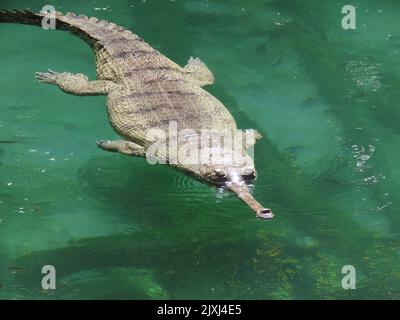 Un gharial nageant à la surface d'un étang clair en plein soleil Banque D'Images