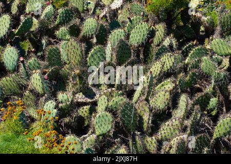 Le bouquet de poire piqueuse côtière, Opuntia littoralis. Californie, États-Unis. Banque D'Images