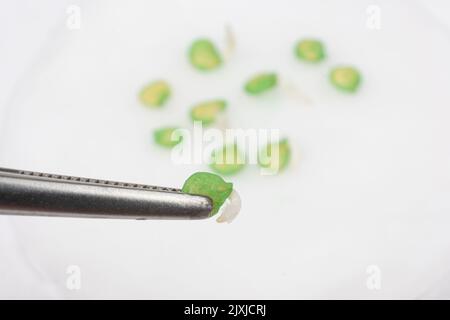 Culture de poivrons à partir de graines. Étape 2 - les grains ont été germés. Banque D'Images