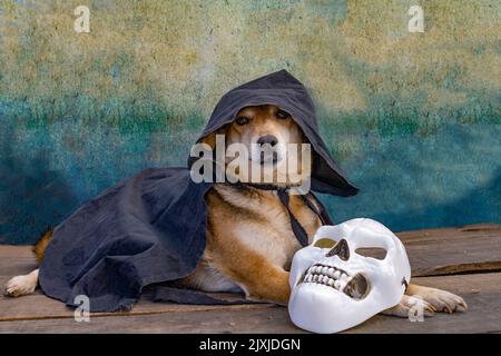 Chien vêtu d'une cape noire avec une cagoule et un masque de squelette blanc, pour halloween et le jour des morts Banque D'Images