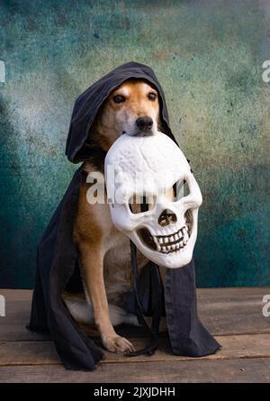 Chien vêtu d'une cape noire avec une cagoule et un masque de squelette blanc, pour halloween et le jour des morts Banque D'Images