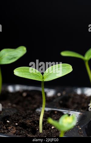 Concombres de croissance à partir de graines. Étape 4 - premiers germes Banque D'Images