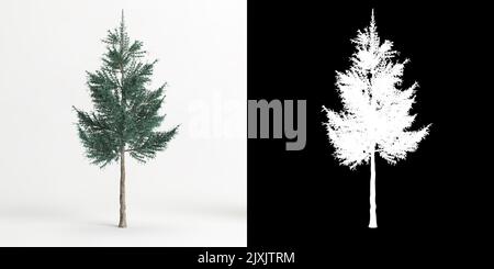 3D illustration de Picea pungens bébé bleu yeux arbre isolé sur blanc et son masque Banque D'Images