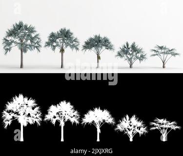 3D illustration de l'ensemble arbre Bismarckia nobilis isolé sur blanc et son masque Banque D'Images