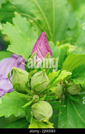Gros plan sur une rose émergeante de la fleur de Sharon, Hibiscus syriacus dans le jardin Banque D'Images