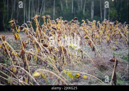 Givré aux tournesols en novembre Banque D'Images